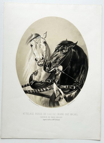 Chevaux attelage russe de - -,