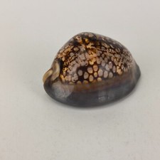 Cypraea Mauritiana Mauritia