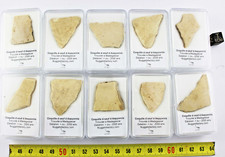 Coquille d œuf fossile d