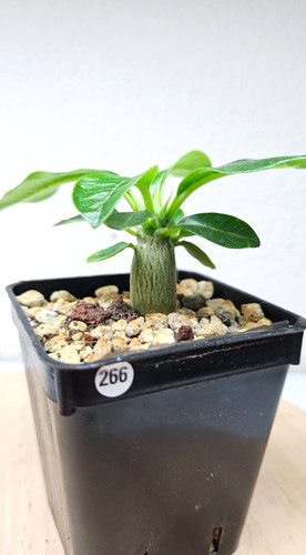 Pachypodium