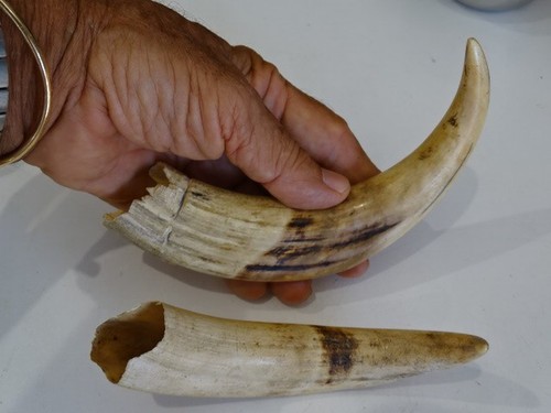 Phacochere