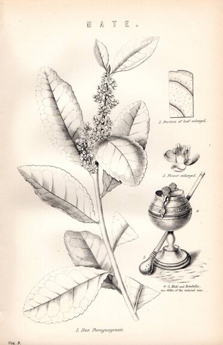 1880 imprimé botany mate - 1880,