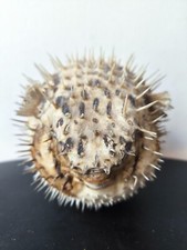 Poisson Globe Diodon Poisson