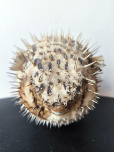 Poisson globe diodon - globe,