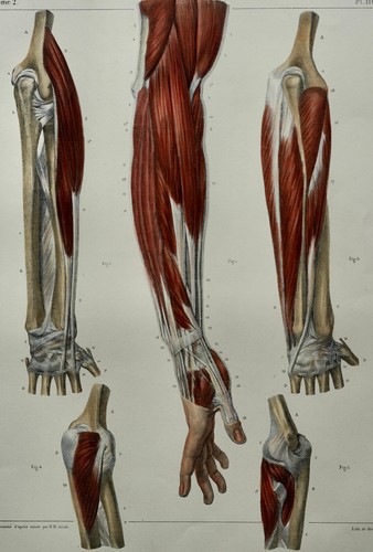Bourgery jacob anatomie 1844 - jacob,