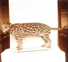 Ocelot Animal empaillé Zoologie c1920 Photo Vintage Plaque verre V35L22n15