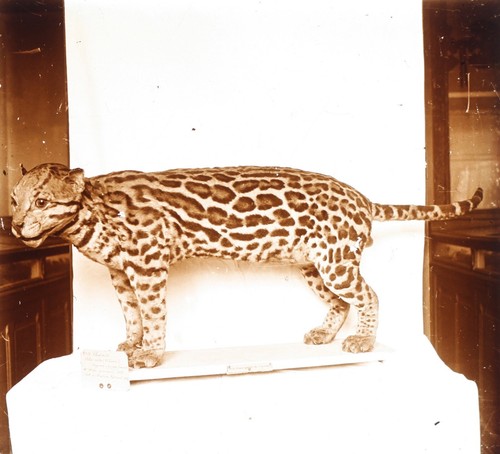 Ocelot animal empaillé - ocelot,
