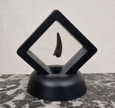 Dent de Crocodile Fossile USA, Hell Creek Formation.