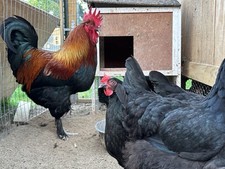 12 French Black Maran 100%