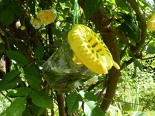 Piège à frelons asiatiques sélectif - OkyBee