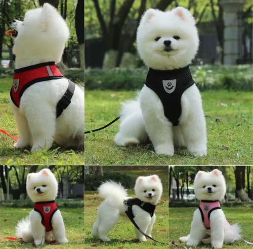 Harnais laisse chien chat - harnais, et