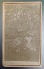 Cdv Chien Poussette Humour Curiosité