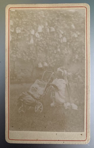 Cdv chien poussette humour - cdv,