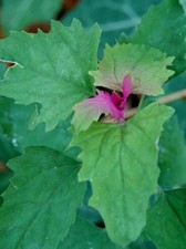Graines de Chénopode couleur d’amarante,Chenopodium giganteum,graines biologique