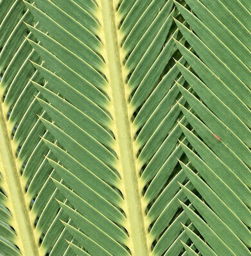 Dioon oaxacensis seeds - dioon,