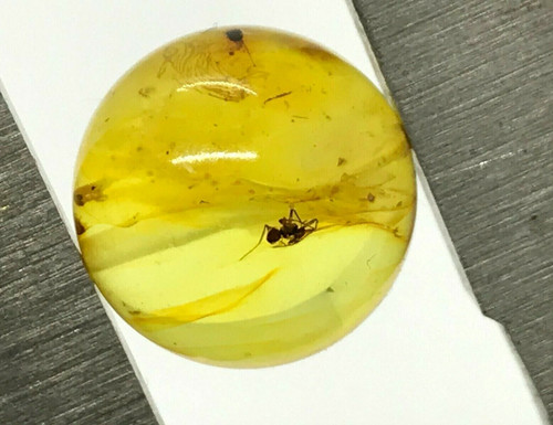 Ambre avec insecte perle ronde - ambre,