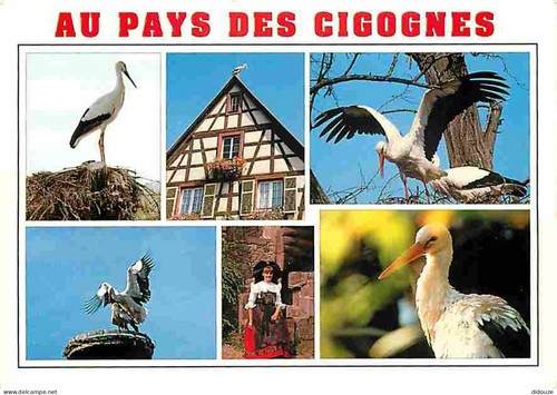 Carte postale animaux - carte,