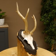 Bois de Cervidés Anormal