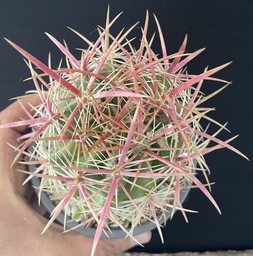 Perfect big rare ferocactus - perfect!,