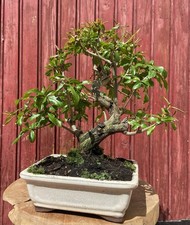 Bonsaï punica granatum - punica,