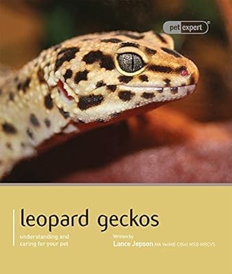 Leopard gecko pet expert - gecko,