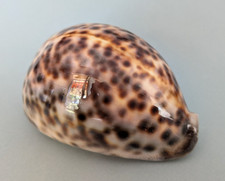 Cypraea Tigris 106,2 mm f+++