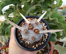 TEPHROCACTUS ARTICULATUS 'BIG