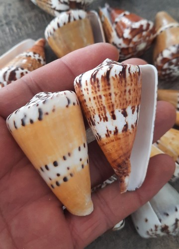 Curiosité coquillage lot - ,coquillage,