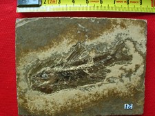 Poisson fossile du Stampien 