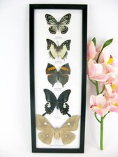 5 papillons - taxidermie cadre exotiques réel - une beauté unique Naturalise G10