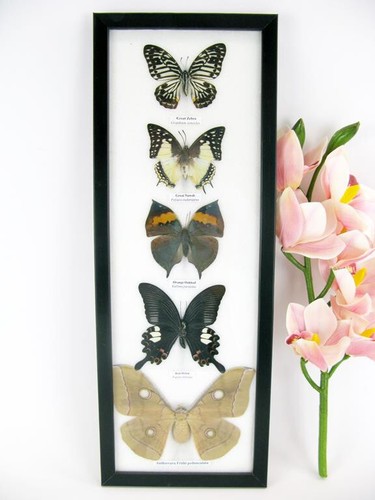 Papillons taxidermie cadre - taxidermie,
