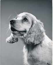 COCKER SPANIEL ANGLAIS c. 1950 - Chien Chiot Grand Format - CH 36