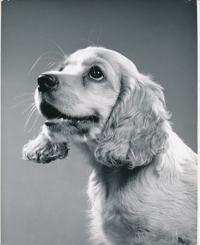 Cocker spaniel anglais 1950 - anglais,