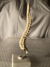 Os / articulation  Rachis Dorsal Lombaire. Colonne . Vertèbre . Anatomie