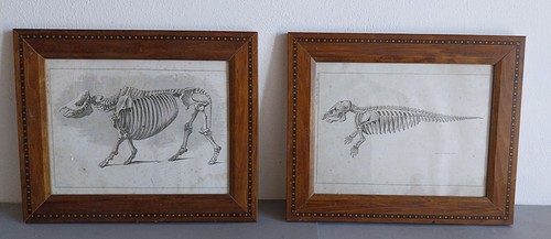 Gravures anatomiques - gravures,
