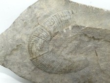 Minéraux de collection - Fossile d'une Section d'Ammonite Déroulée - 10X6cm 130g