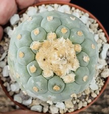 Magnifique Cactus Bleu 5Cm Succulente Caudex Plante Jardin Decoration.