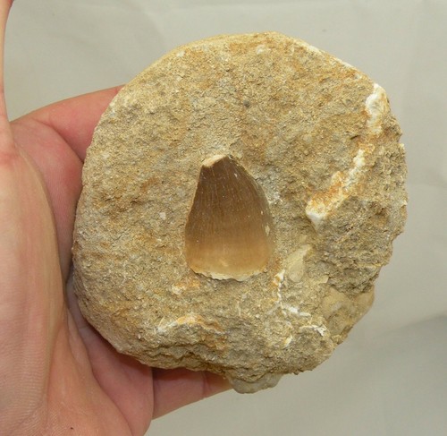 Dent mosasaurus anceps sur - de,