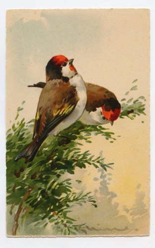 Chardonnerets oiseaux birds - chardonnerets, .oiseaux
