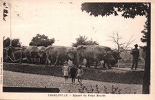 CARTE POSTALE CHARLEVILLE ARDENNES 08 - SQUARE DU VIEUX MOULIN - ATTELAGE BOEUFS