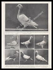 1927 Colombophilie ~ Pigeons