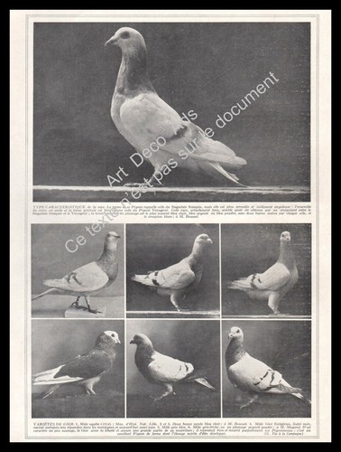 1927 colombophilie pigeons - 1927,