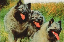 CPA AK Spitz-Loup DOG (1178298)