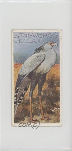 1905 stollwerck chocolates - stollwerck,