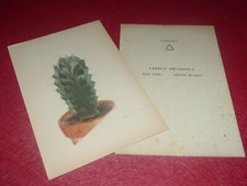 BOTANICAL ROCK PLANTS & CACTUS