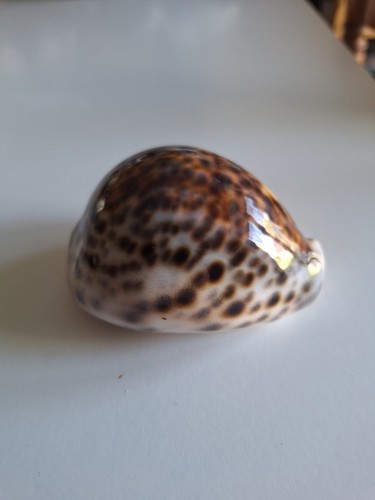 Coquillage cypraea tigris - coquillage,