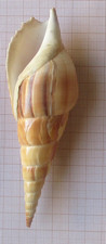 Coquillage ancien Tibia curta