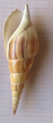 Coquillage ancien tibia curta - coquillage,