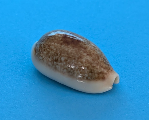 Cypraea errones caerulescens - cypraea,