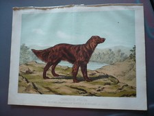 GRAVURE 1883  CHIEN CHAMPION FREYA